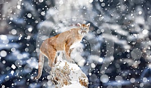 Portrait of a cougar, mountain lion, puma, Winter mountains. Winter scene in wildlife America, snow storm, snowfall