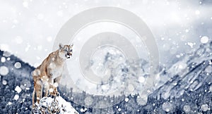 Portrait of a cougar, mountain lion, puma, Winter mountains. Winter scene in wildlife America, snow storm, snowfall