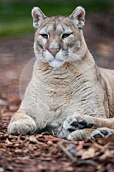 Portrait of a cougar Puma concolor