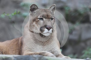 Portrait cougar puma striking a pose wildlife