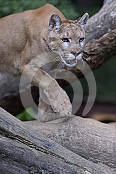 Portrait Cougars