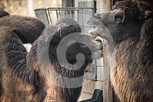 Portrait of couple of dromadery camels photo