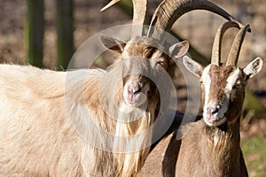 Portrait of couple of two lovely goats watching in the same direction, taken in bright sunshine