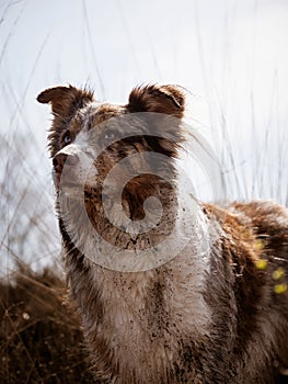 Portrait of a covered in mutt blue merle Australian shepherd