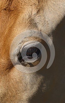 Portrait of cow