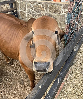 Portrait of a cow