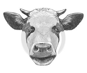 Portrait of Cow.