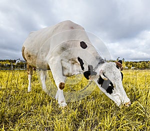 The portrait of cow on the background of field. Beautiful funny cow on cow farm. Young black and white calf staring at the camera