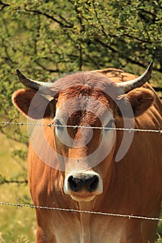 Portrait of a cow behind a fence