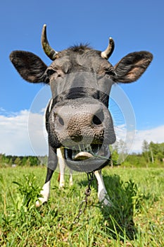 The portrait of cow with big snout on the background of green field. Farm animals