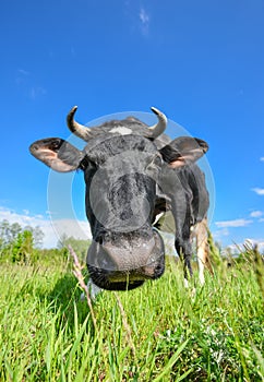 The portrait of cow with big snout on the background of green field. Farm animals