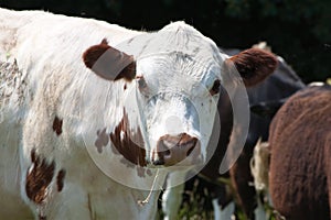 Portrait of a cow chewing grass