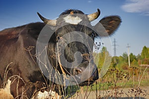 Portrait of a cow close-up. Close-up portrait of horned cow over blue sky