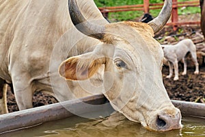 Portrait of a cow drinking water from a manger
