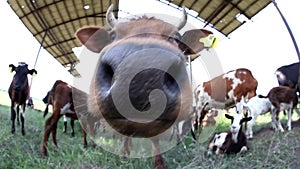Portrait of cow, extreme close up stock footage