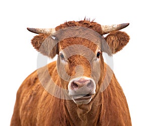 Portrait of a Cow