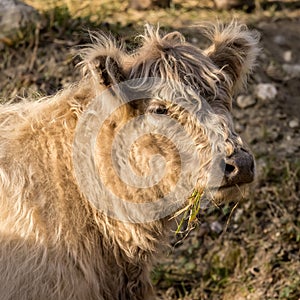 Portrait of a cow of Highland cattle breed