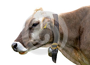 Portrait of a cow