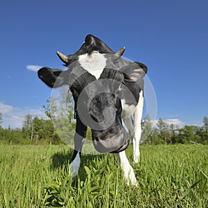 The portrait of cow sniffing a camera on the background of green field. Farm animals. Grazing cow
