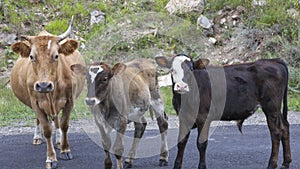 Portrait of a cow with two calves standing on the road. Animals look at the camera