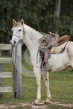 Portrait of a cowboy horse ready for work