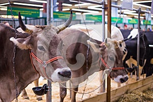 Portrait of cows at agricultural animal exhibition