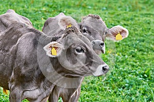 Portrait of Cows in the Pasture