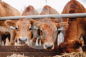 Portrait cows red jersey stand in stall eating hay. Dairy farm livestock industry