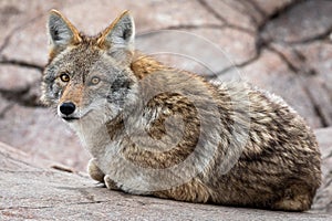 Portrait of Coyote in the meadow