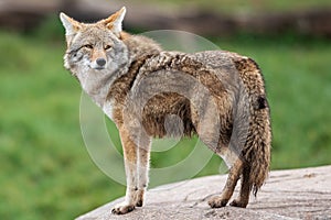 Portrait of Coyote in the meadow