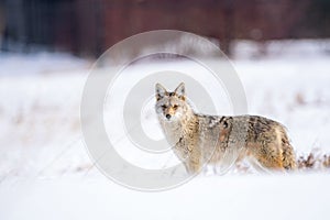 Portrait of a coyote standing in a snow-covered meadow.