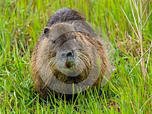 Portrait of a coypu on the bank of a river feeding on grass