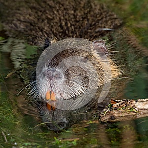 Portrait of a coypu with colored teeth