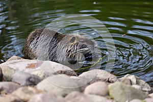 Portrait of coypu myocastor coypus by the river