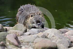 Portrait of coypu myocastor coypus by the river