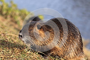 Portrait of coypu, Myocastor coypus, sitting and graying in grass near a river. Rodent also known as nutria, swamp beaver