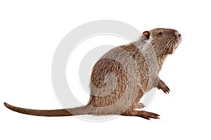 Portrait of a coypu, sitting in profile