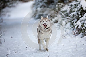 Portrait of crazy and funny dog breed siberian husky running on the snow in the winter forest