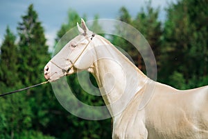 Portrait of creamello purebred akhalteke stallion