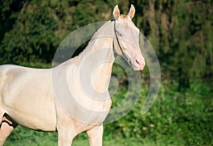 Portrait of creamello purebred akhalteke stallion