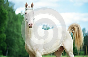 Portrait of creamello purebred akhalteke stallion