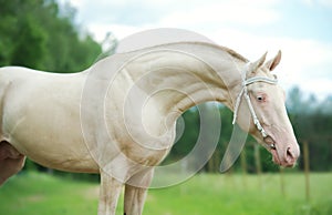 Portrait of creamello purebred akhalteke stallion