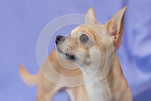 Portrait of creamy curious Chihuahua puppy looking up against blue background