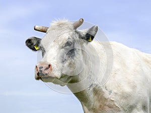 Portrait of a creamy white cow with half horns and greyish eye-shades.