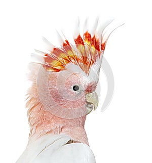 Portrait of a crest spread Major Mitchell`s cockatoo