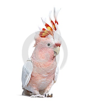 Portrait of a crest spread Major Mitchell`s cockatoo