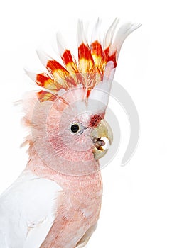 Portrait of a crest spread Major Mitchell`s cockatoo