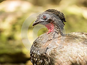 Portrait of Crested Guan bird