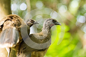 Portrait of Crested Guan birds