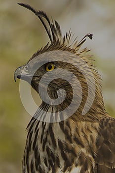 Portrait of a crested hawk eagle from a forest of India